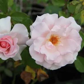 Whiter Shade of pale hybrid tea Rose (Rosa A Whiter Shade of Pale) 3